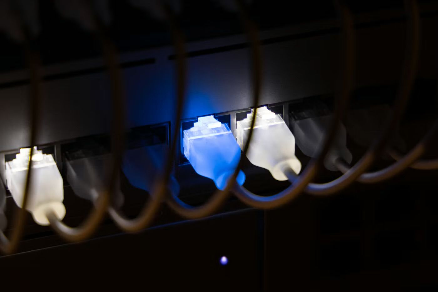 Ethernet cables plugged into a network switch